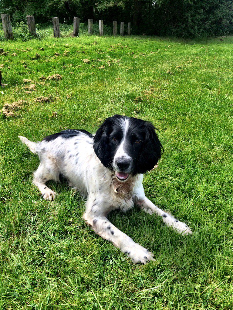 Good work by PD Pippa who located a large amount of Cannabis during a premises search in Macclesfield earlier today.