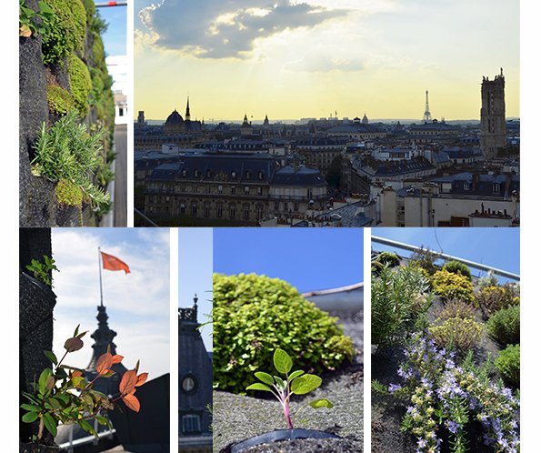 BarsParis's tweet photo. Le potager Le Jardin Perché est sur le toit du #BHV Marais! Des fruits et herbes en tout genre sont cultivés en plein coeur de la capitale! https://t.co/u2RFPRtEyf