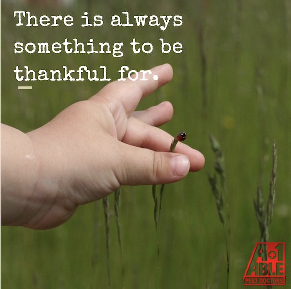 a1ablepestdoc's tweet image. Be thankful that we are only a phone call away!! Lets #staybugfree all year long! 🐞