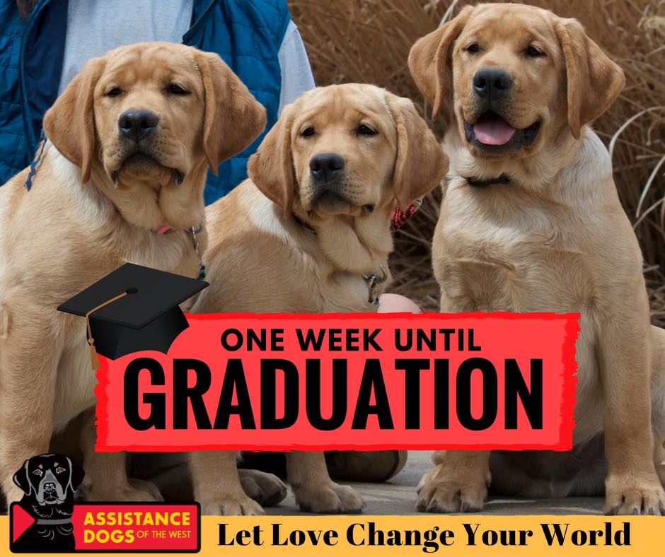 ADWSantaFe's tweet photo. Only 1 week until ADW Graduation. Our largest class ever, 14 pups, will be gracing the stage! Buy Your Ticket: https://t.co/h98AAuiFnj https://t.co/UjAni6u1wg