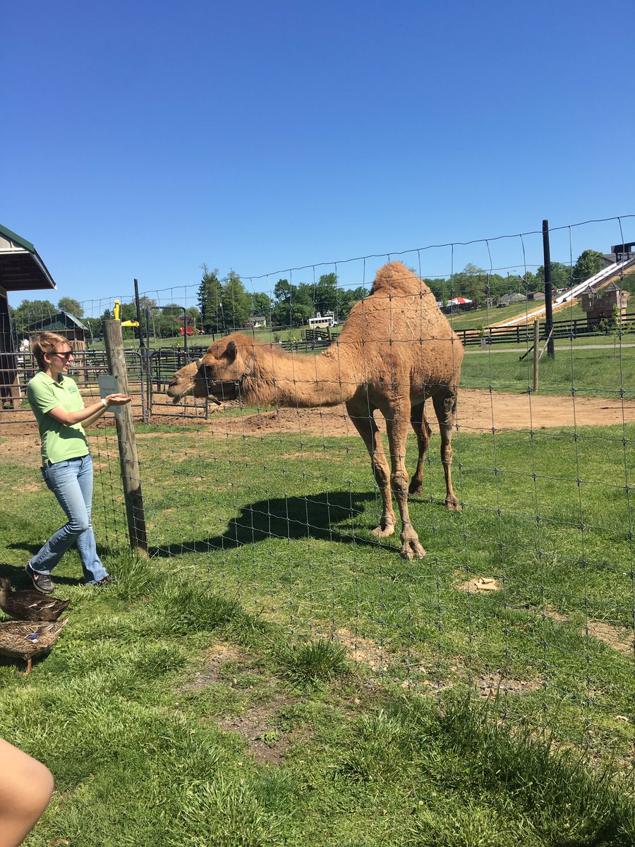 morgankhuey's tweet photo. Today was a super fun day in K for RRD!  We loved our field trip to Leesburg Animal Park. @RRD_LCPS https://t.co/leyyK3ggBU