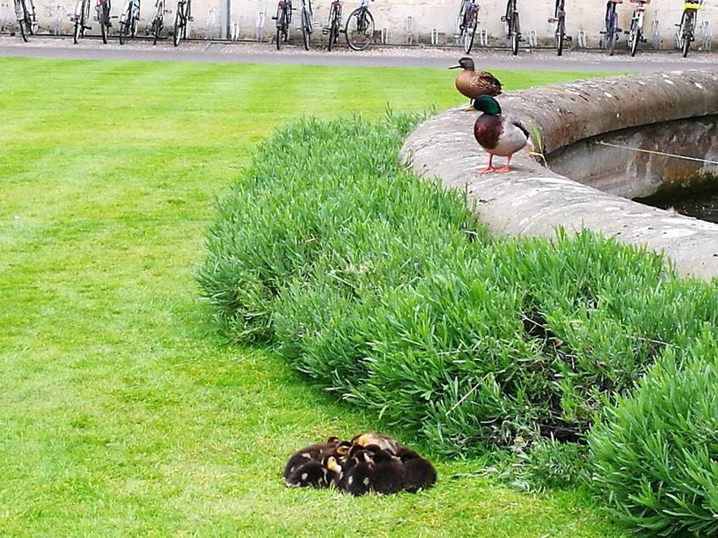 tigermendoza's tweet image. Team manager watches over the new recruits at work
#ducks #ducklings ift.tt/2pgJhy9