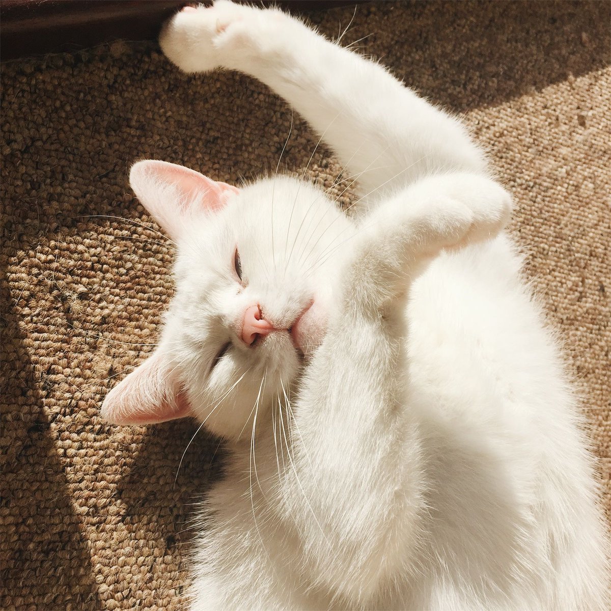 Practising high-fives in my sleep while sun bathing! #expert #multitasking #lookinggood #lazycat #CuteCat