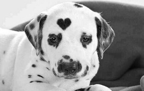 MarketPuppies's tweet photo. It's hard to act tough if you have heart on your head

#hallofpuppies #RT #dogs #dogsoftwitter #dogslife #DogMoms #dogoftheweek #dogoftheday https://t.co/LUMUkxDaTr