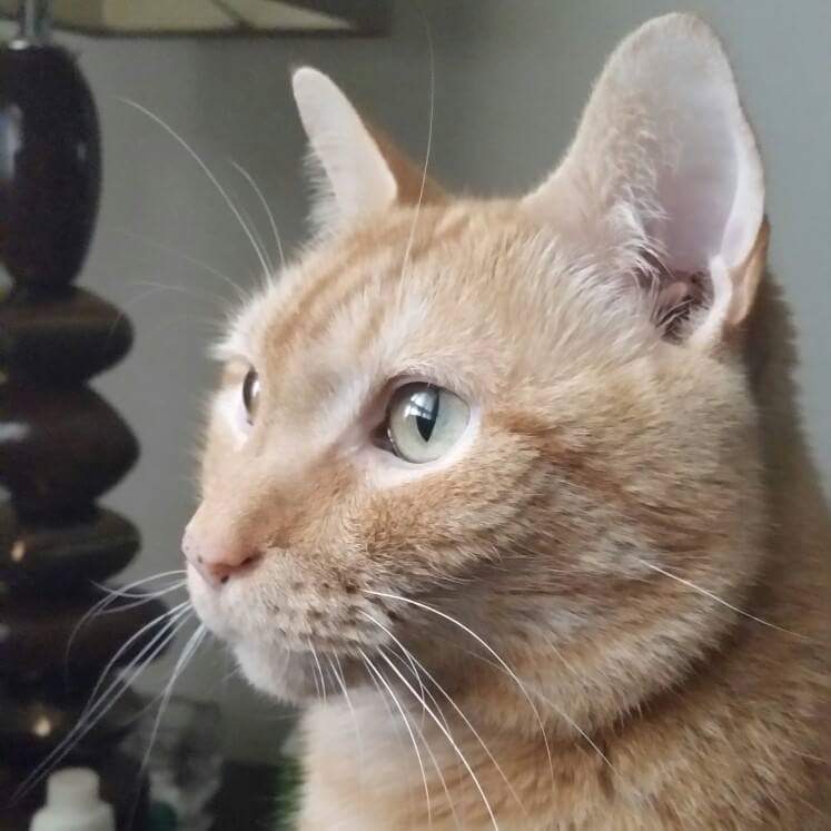 Bailey DaCat tweet media