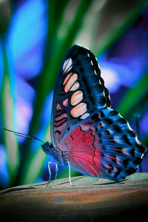 christen_andre's tweet photo. @goyotocho64  
.....Gracias, Goyo..... 
 https://t.co/M3Ig1uOGdI .....Too Much Heaven........ by #MarionSpekker via @c0nvey https://t.co/knZovxnLz5