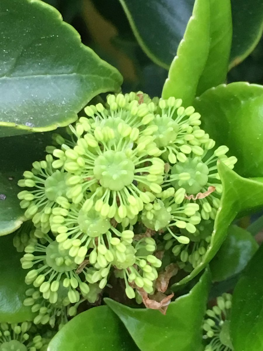 hallsgarden's tweet photo. #WheelTree #TrochodendronAralioides is flowering today. An #Evergreen #Tree that is hardy and appreciates some shade. https://t.co/JrfpmqOZRR