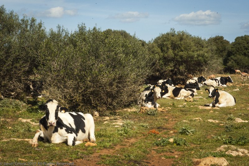 JanetGrecoBCN's tweet photo. Still waiting for the cows to come home? https://t.co/dGlHqPHBAB #photography #copyright #3stepplan https://t.co/yTGZQBuvM7