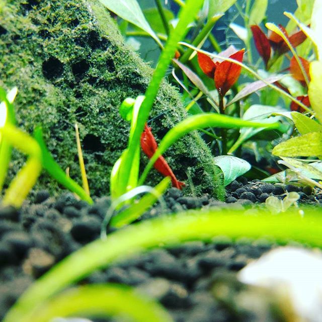 tyler_webdev's tweet image. Shrimp and Plants are doing well! #plantednanotank