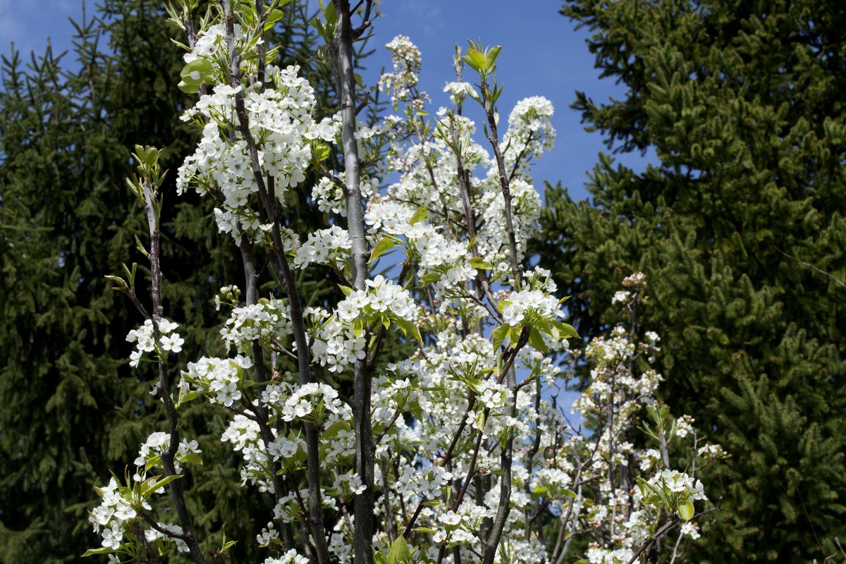 SheridNurseries's tweet photo. Some nursery stock that caught our eyes: Redspire Callery Pear & Newport Cherry Plum! #treechat #plants https://t.co/dl3uyM3DgP