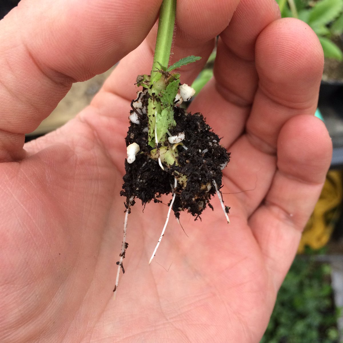 TommyTonsberg's tweet photo. This never stops to thrill me! 😍😍 Cuttings have taken root. #Verbena https://t.co/xiH9ZKCg8N