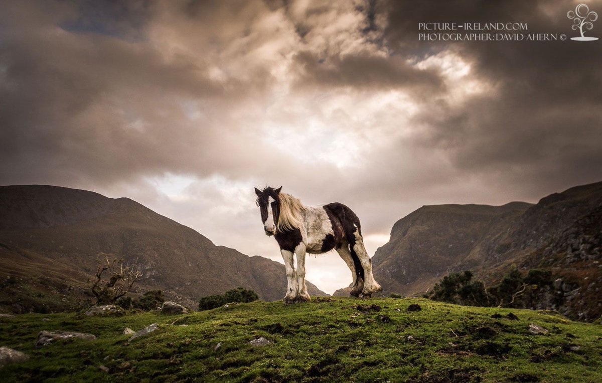 PeakMedia_ie's tweet photo. Photo of the Day: The Weary King, Gap of Dunloe, Co. Kerry #Ireland by David Ahern. @krokyphotograph https://t.co/Szm1P8Rbxo #thephotohour https://t.co/U3XwaW00ZP