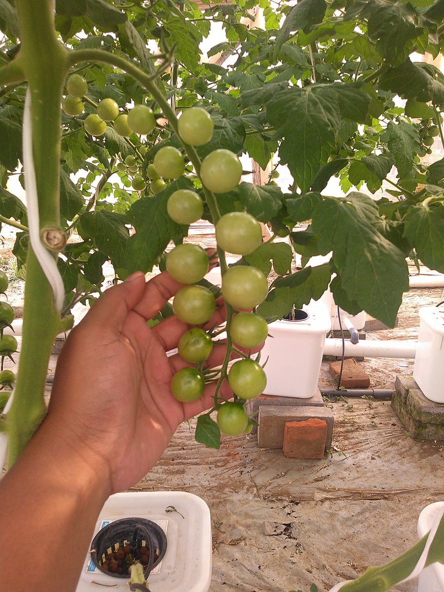 DefreshMalang's tweet photo. Tomat cherry :) #Tomatoes #tomat #tomat_cherry https://t.co/9RTTXm65Ab