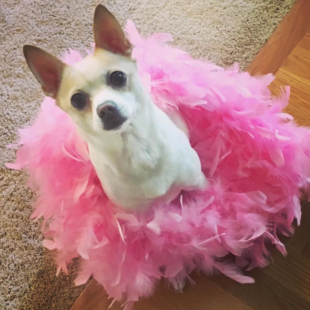 debra11's tweet photo. This pup adds so much joy to our home...
#chihuahua #MissLizzie #chihuahuasofinstagram #chijack #dog #instadog https://t.co/idFc6Gd7UV https://t.co/q7wn6PhMqR