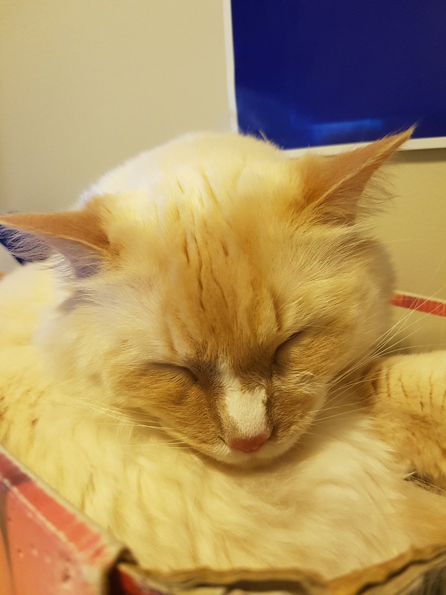 Northernlion's tweet photo. Your timeline has been visited by sleepycat. RT for 100 years of sweet dreams. https://t.co/xmZNf73Mkb