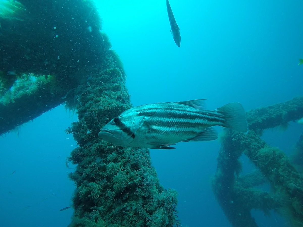 recfishwest's tweet photo. Missed our Artificial Reefs on @TodayTonightWA https://t.co/Rw85uuK8t2 

@reefworlds @FRDCAustralia @FisheriesWA @MurdochUniNews @WAGovNews https://t.co/5SkDOepQkB