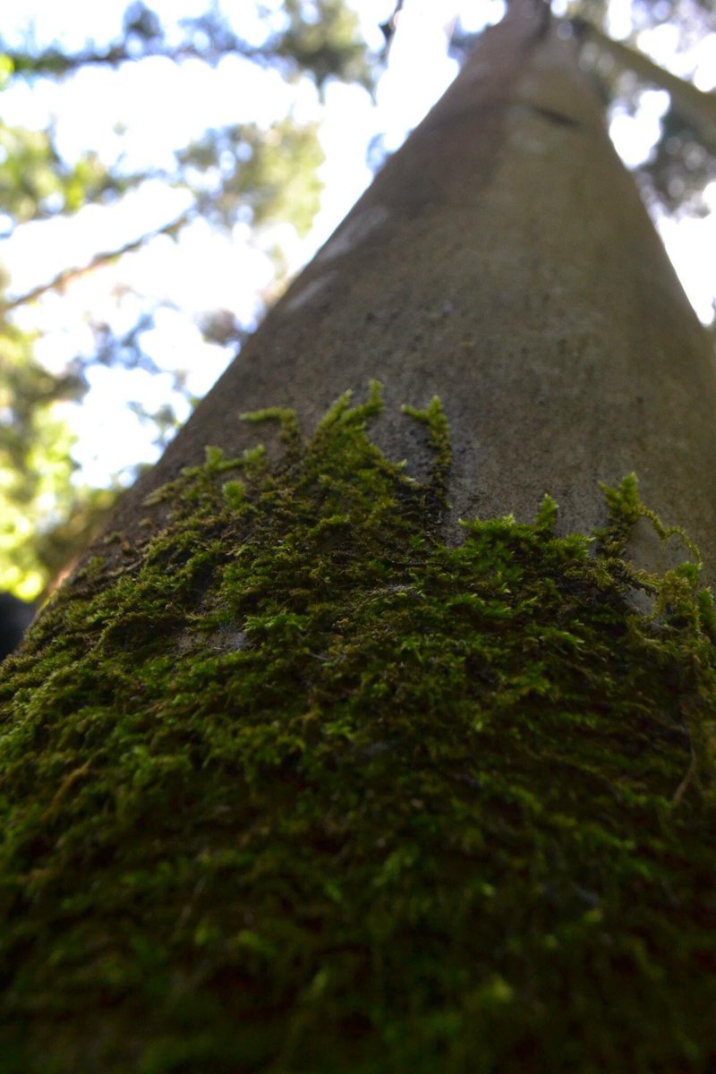 mossball_lave's tweet photo. 電柱に生える苔

#苔 #コケ #moss https://t.co/4pm7uh63nC