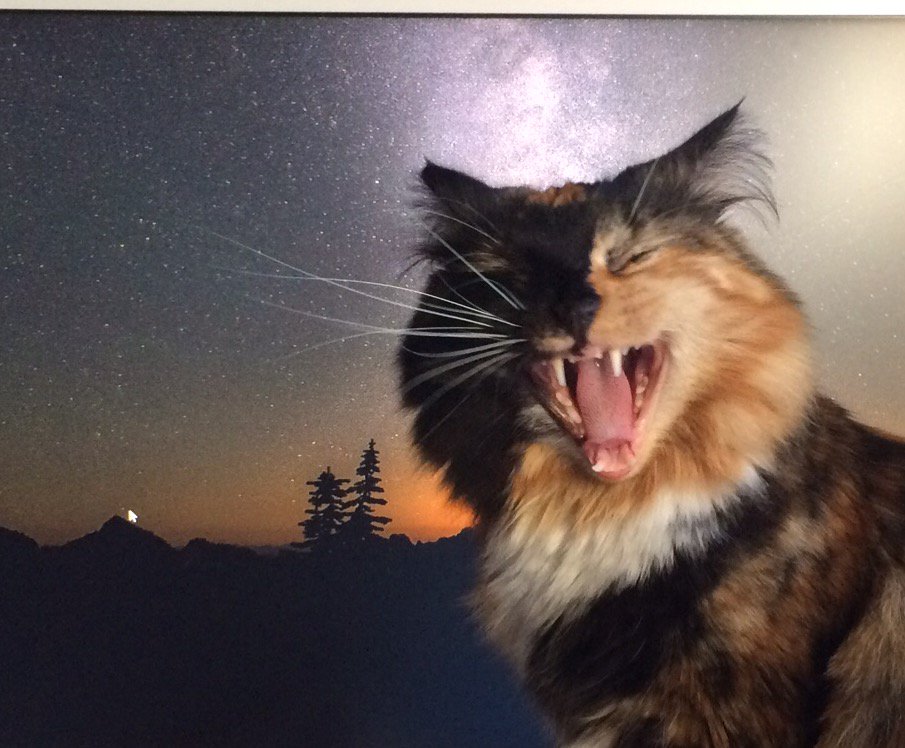 kiki de chat