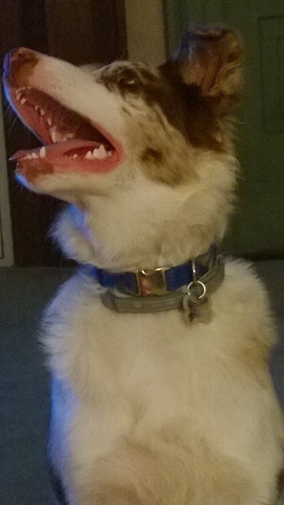 LuKey45053655's tweet photo. OLIVER.. he's growing up..in The Catskill Mountains..my cousin lives with him https://t.co/1s4Uy0cE7p
