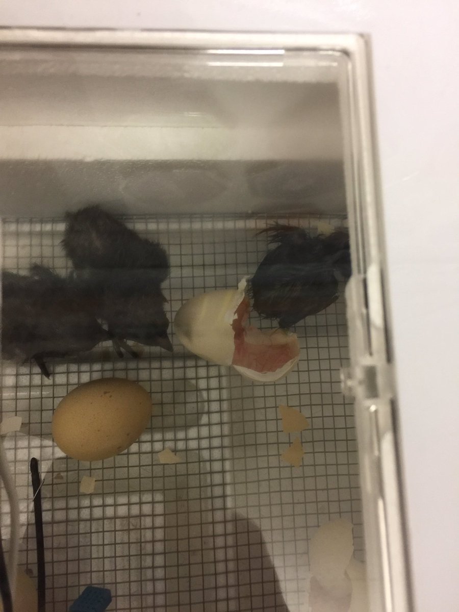 Pre K really enjoyed learning about farm animals. They also enjoyed watching their chickens hatch. #chickens #farmanimals #eggs #prek