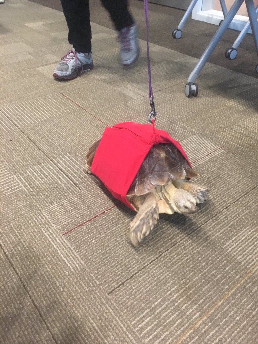 ahsinnovation's tweet photo. Pedgie shows to his red Reptiwear jacket. What a thrill. https://t.co/ebQMczLV8e