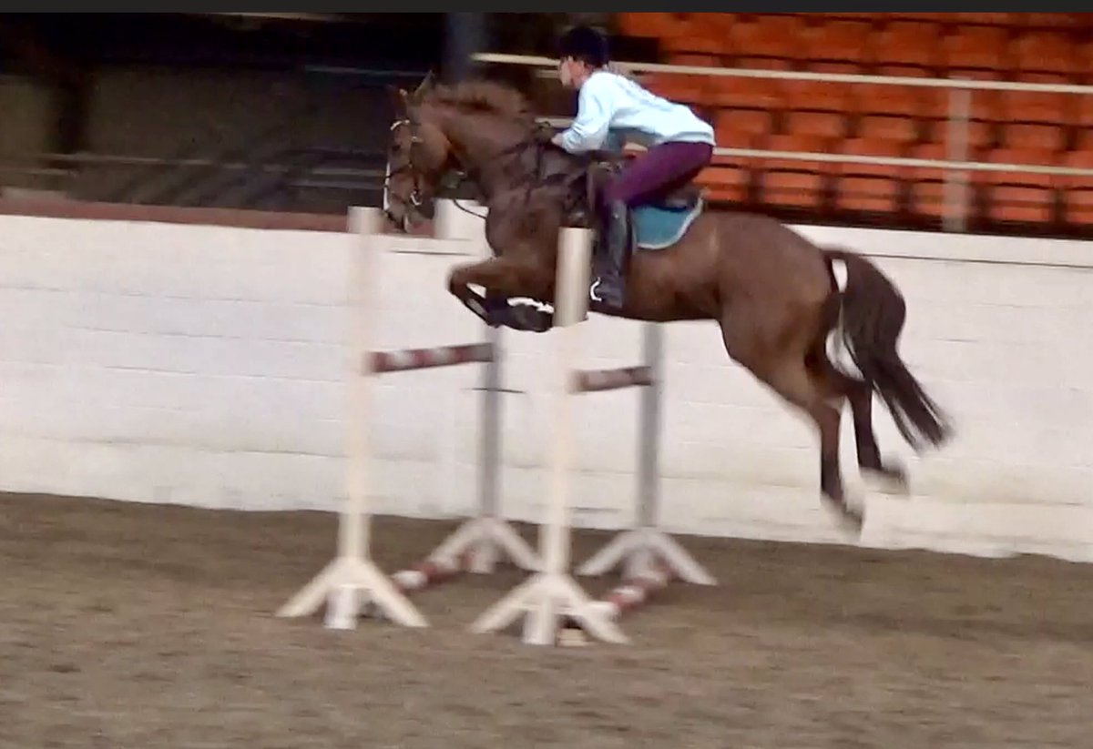 NOC_equestrian's tweet photo. Making 1.30m look like an 80. #HorseHour #BritishEventing #RoadToNovice https://t.co/pc8RgtiJ2n