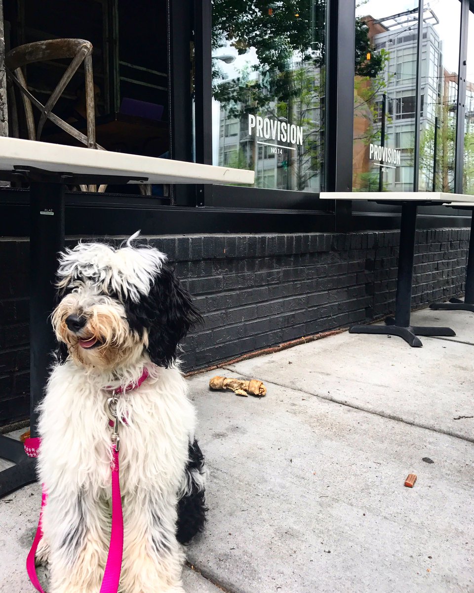 provisiondc's tweet photo. Pups are welcome on the #P14 patio! It's a beautiful night for dinner outside with your furry friend 🐶 https://t.co/f4JVMnZr70