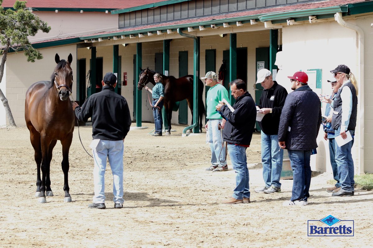 BarrettsSales's tweet photo. Activity in the Del Mar barn area before to tomorrow's May Sale of 2YOs, 2pm at Del Mar! https://t.co/jaRhqMk31B https://t.co/Fe2joD6SEP