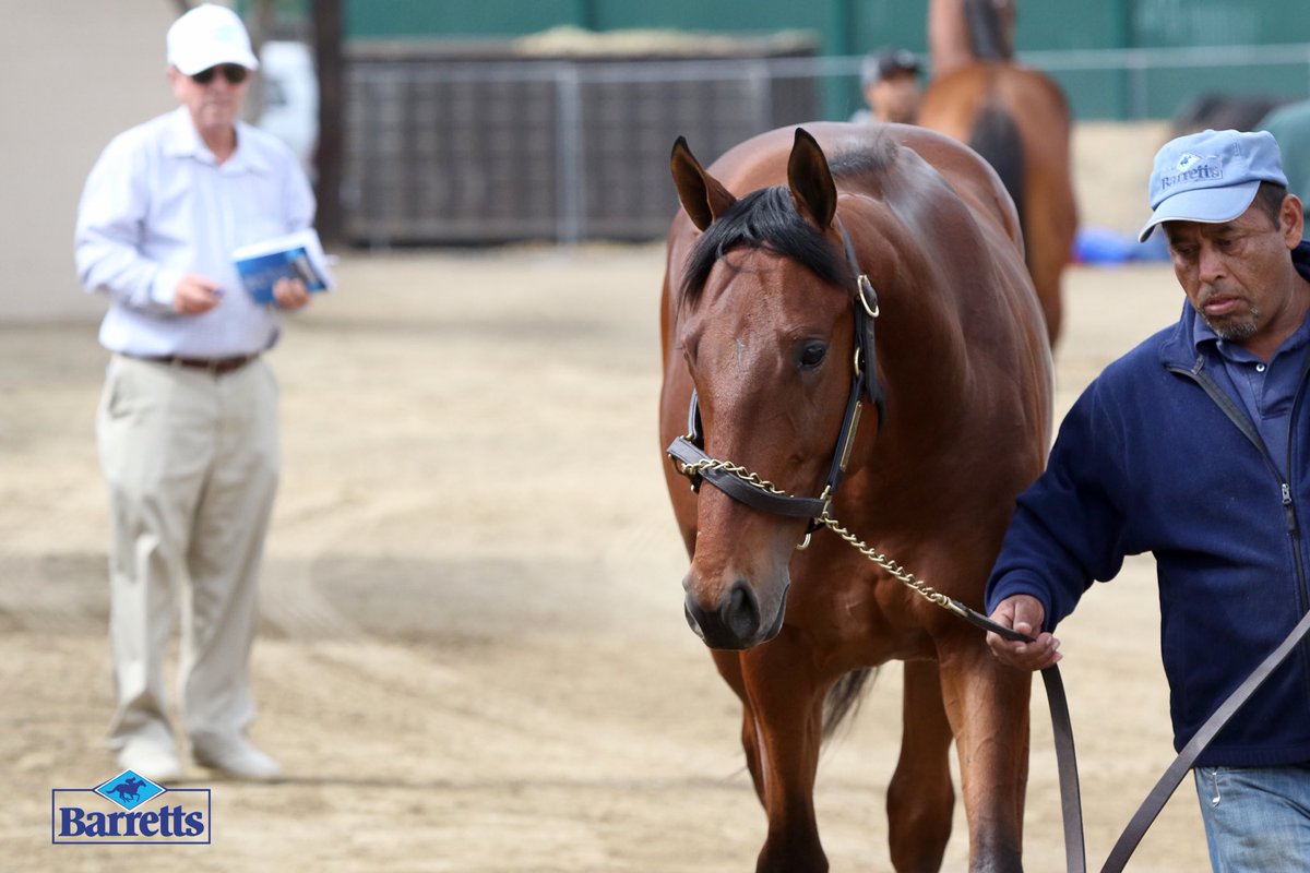 BarrettsSales's tweet photo. Activity in the Del Mar barn area before to tomorrow's May Sale of 2YOs, 2pm at Del Mar! https://t.co/jaRhqMk31B https://t.co/Fe2joD6SEP