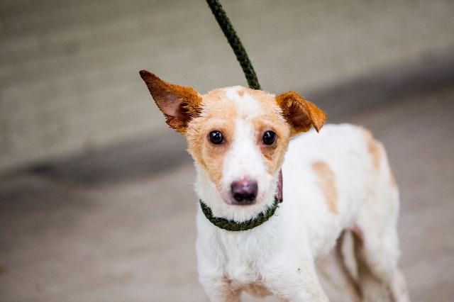 The Barking Lot tweet media