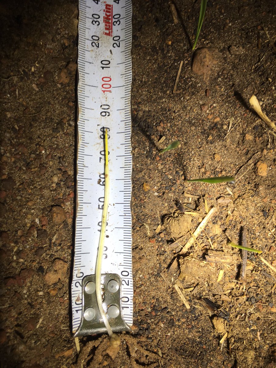 Some things enjoy getting put 6 foot under.