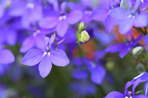 もも おはようございます 5 17誕生花 ロベリア 花言葉 譲る心 別名瑠璃蝶々 キキョウ科の一年草 枝分かれした先に鮮やかな青紫色の小花が株を覆うように咲きます 秋蒔きの一年草ですが春に咲いた花 が終わったら 一度短く刈り込むと秋にまた花