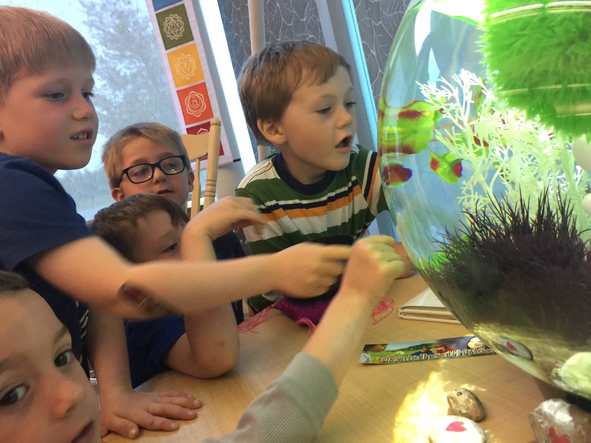 LittleFallsPS's tweet photo. The Nest is complete @SPCCF! 2 new friends are finally home! 🐠🐟Thx Mac &amp; Stacey @SalukisCoop for making our day! @KLCarlyle #HSCertES #amdsb https://t.co/3xkQcQfVHN