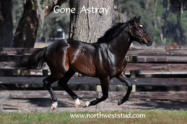 NWStud1's tweet photo. Gone Astray's Hot Streak Continues! https://t.co/IduwOPTLnI https://t.co/QnzPIL1Gd1