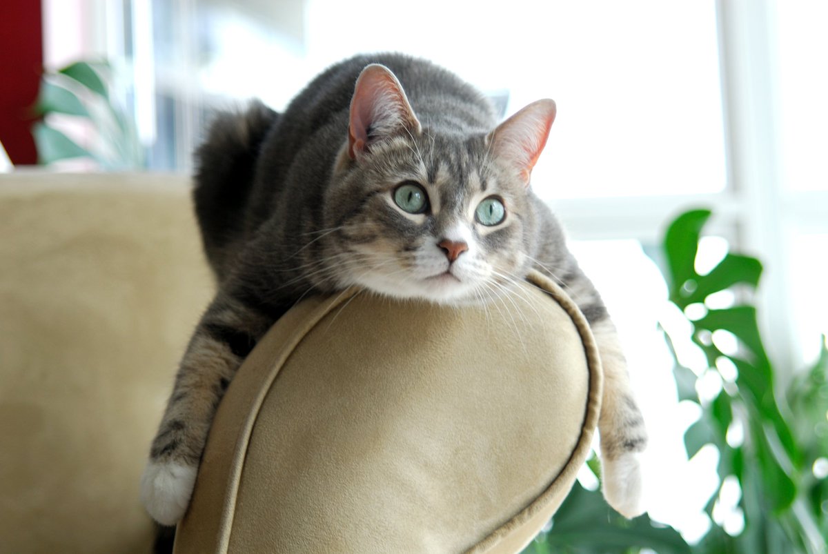 FinestForPets's tweet photo. Cassie says "my cats normally won't take anything added to their food, but they wolfed this and their stools are firm again!" #tummyworks https://t.co/QXEvNiDKdC