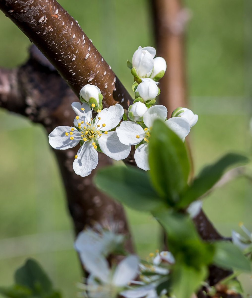 KSArtsTrail's tweet photo. Don't forget to check out Sam Van Aken's  #treeof40fruit along the trail this spring. We would love your support of this project! https://t.co/EQRboPvmJL