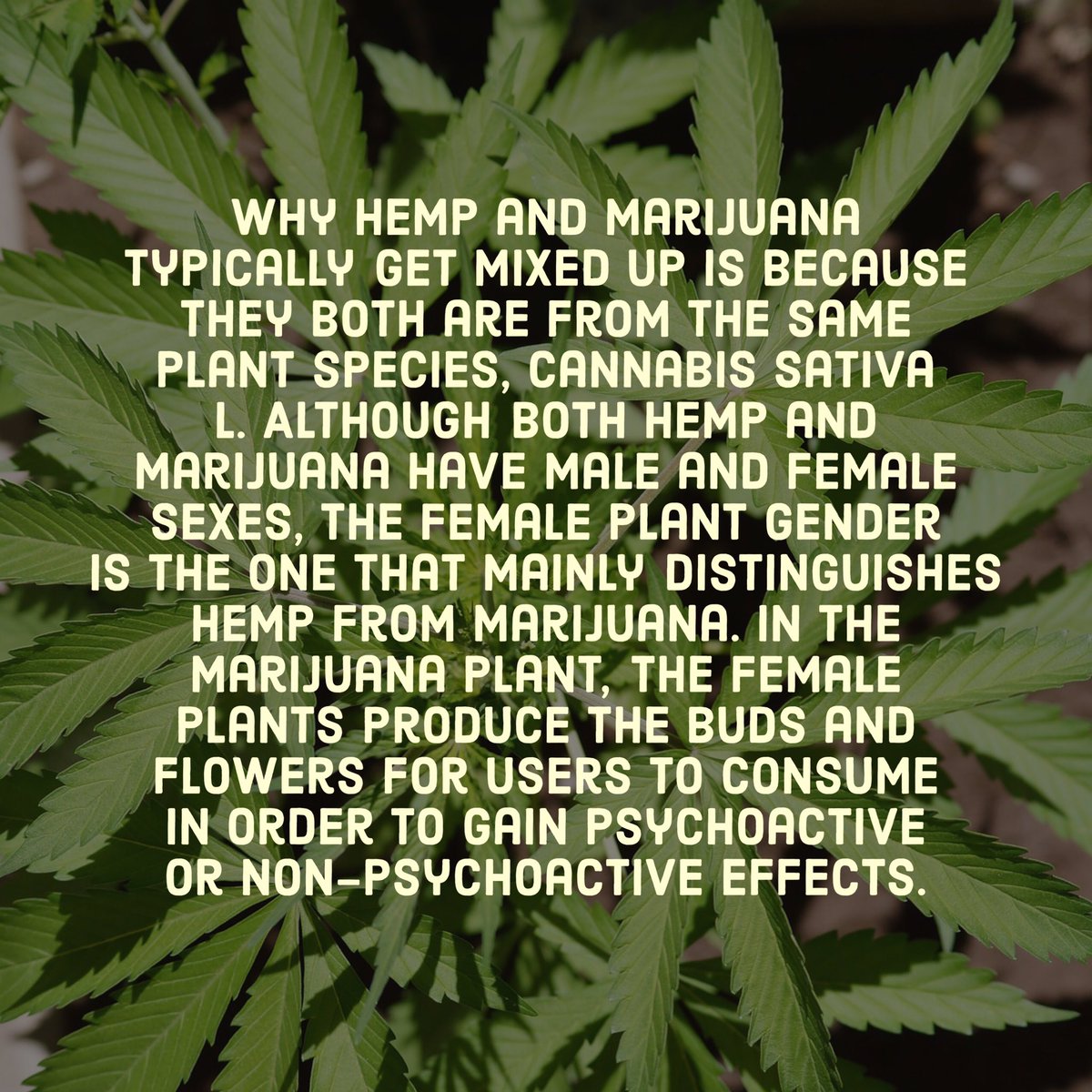 GreenCuresCorp's tweet photo. Did you know? #hemp #grcu #grcustock #Marijuanastocks #marijuana #cbd #cbdoil #legalizeit https://t.co/Tx3E51xekL