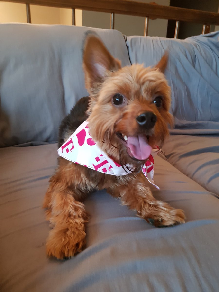 TmobileDean's tweet photo. Chewie and Hans love there @TMobile bandannas! Thanks @JohnLegere for the #TMobileTuesdays ! #Yorkie #Cockapoo #BothAdopted #ForeverHome https://t.co/uAENLPPhRv