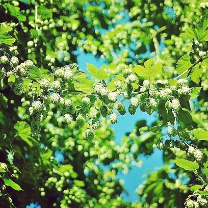 ccwmoon's tweet image. #hops is more estrogenic than #soy  #moderationiskey choose #nongmo #k2 #ferment #goodfood #fermentedfoods #eatclean