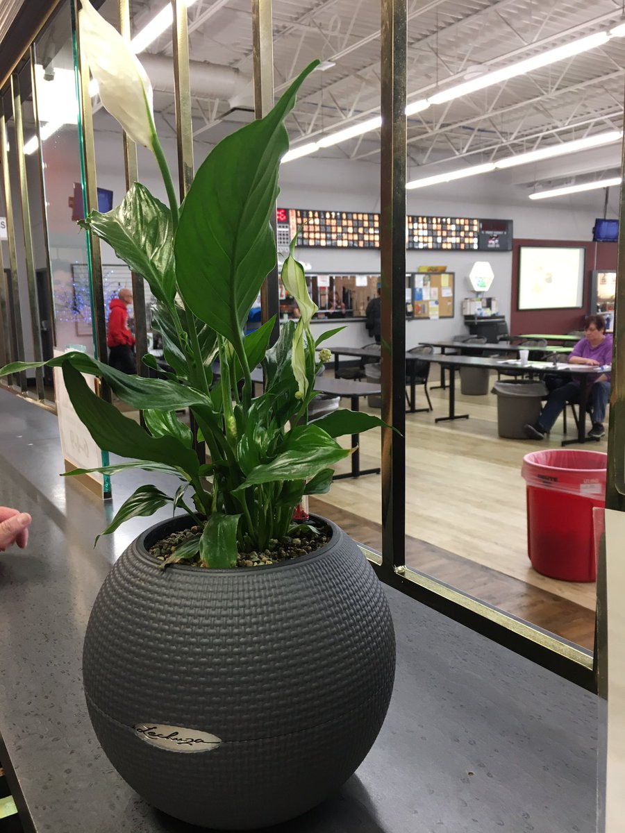 CalgaryJLJ's tweet photo. #Gordana #travellingplantYYC #BingoBarn #Volunteering @killarneyswimN @greengaljo https://t.co/JbFKo75Thf