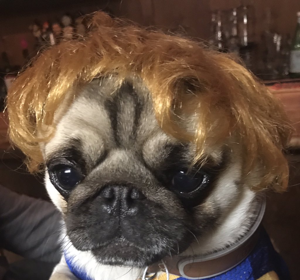 realDonaldPug's tweet photo. Did they hide my phone? Can somebody please call it? #ComeyMemo #flynn #pugforpresident #donaldtweets @jonfavs @jonlovett https://t.co/x6UlElf6Bo