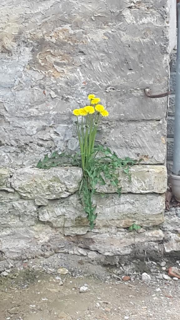 Und der Löwenzahn so:
"Geil! Ne Sandsteinmauer! Lass wachsen!"