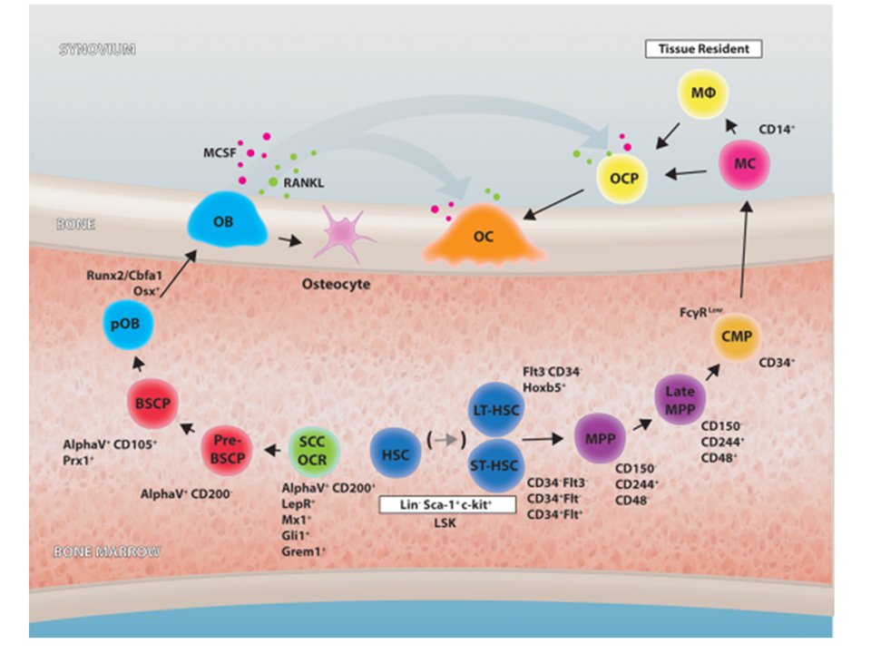 StemCellsJournl's tweet photo. Concise Review: Stem Cells in Osteoimmunology. -  Fierro et al. Stem Cells 2017. PubMed - NCBI https://t.co/PxNC1Xvuse https://t.co/mAyT4IcbA8