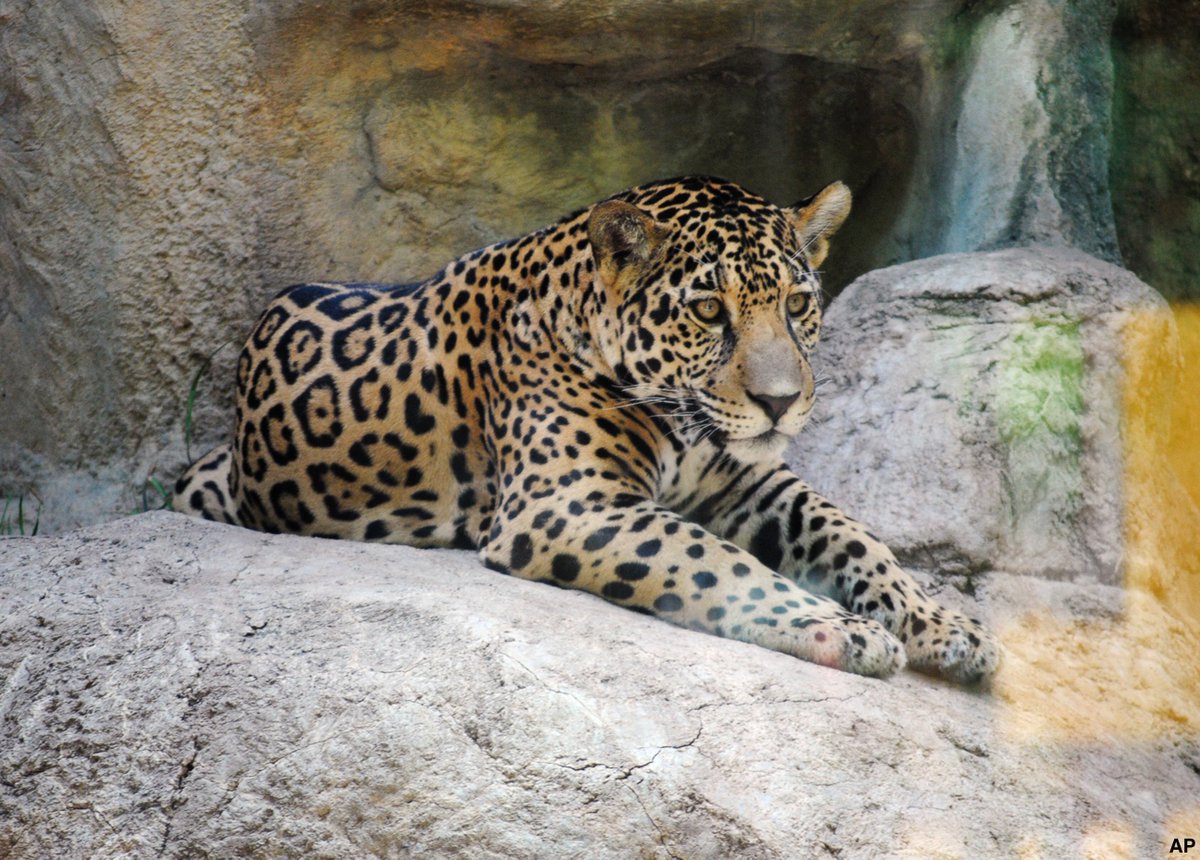 Jaguar escapes enclosure and attacks monkey at Abilene Zoo in Texas; offici...