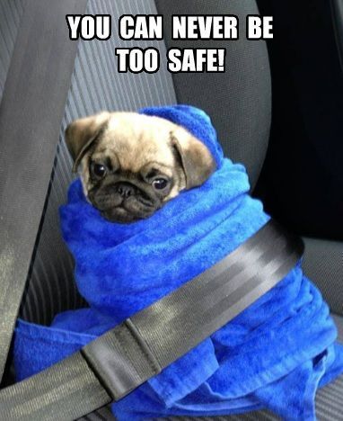 K9Devotion tweet picture