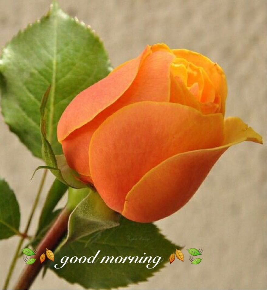 Jateen On Twitter Very Good Morning To All Friends Have A