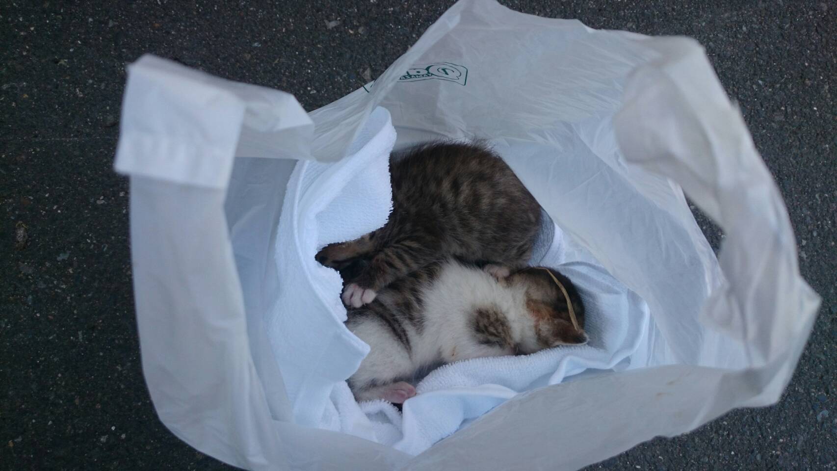 おがわじゅり Twitter પર 自転車乗ってたらカラスに襲われた子猫を発見 コンビニの店員さんが持ち帰るためのビニールとタオルくれた 今 動物 病院きてる 私 サイクリングスタイルなので最高にファンキー 笑 まぁ 子猫助かるならいいか T Co