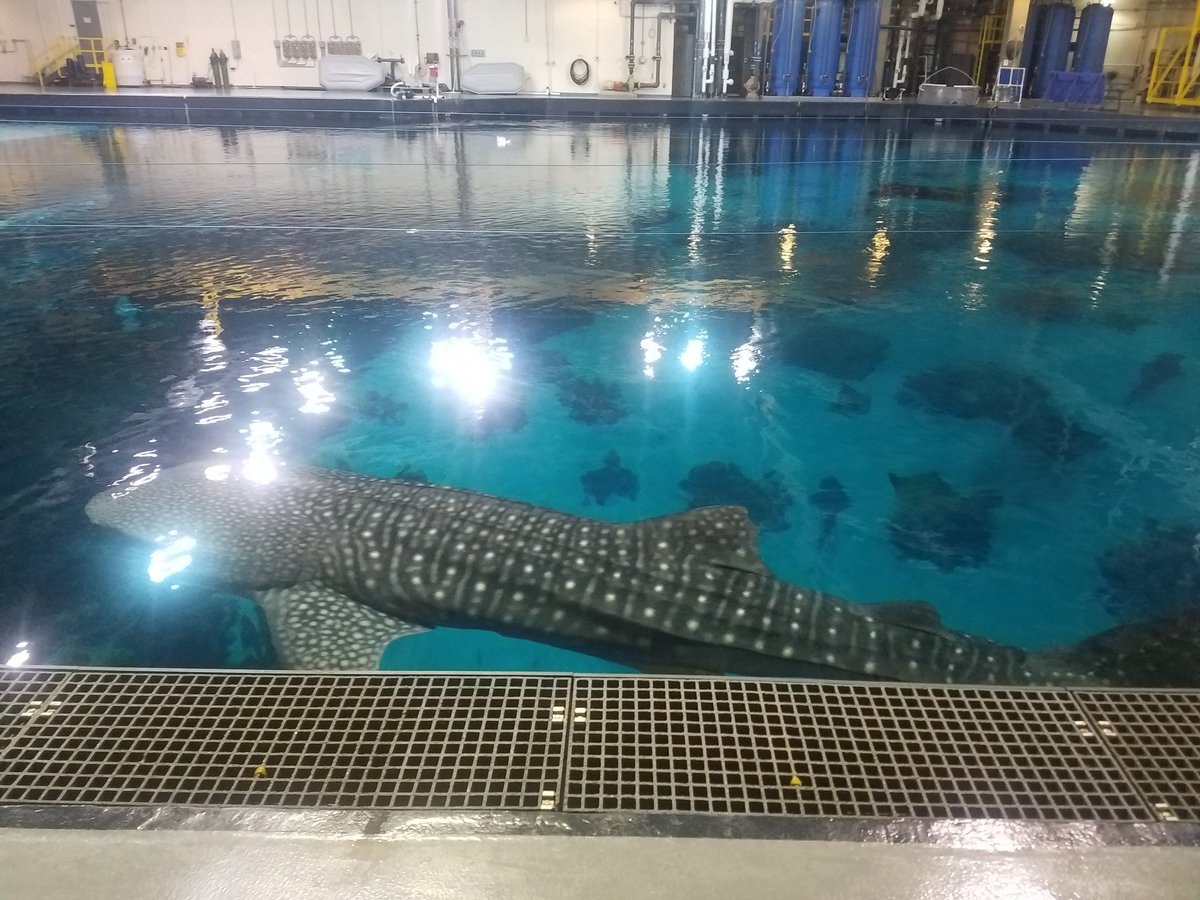 SeeverM's tweet photo. Close encounters with the whale sharks https://t.co/ZtfVG0xAMD