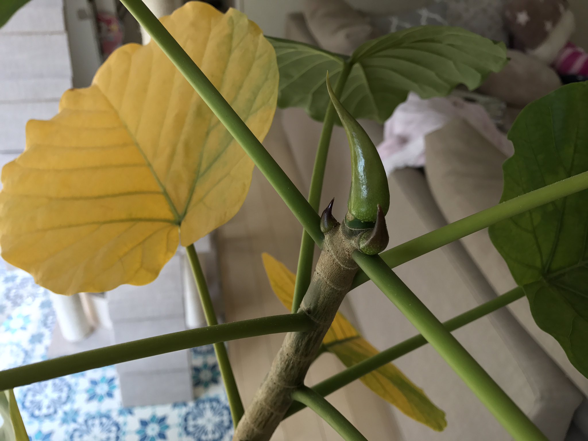 朋 剪定後のウンベラータちゃん 葉が黄色くなって落葉してます 新芽を出すために栄養チャージしてるのね 挿し木用にバッサリ切り落とした枝も天芽がにょきにょき 根も出始めました 首が長くてバランス悪くなってきました ガーデニング