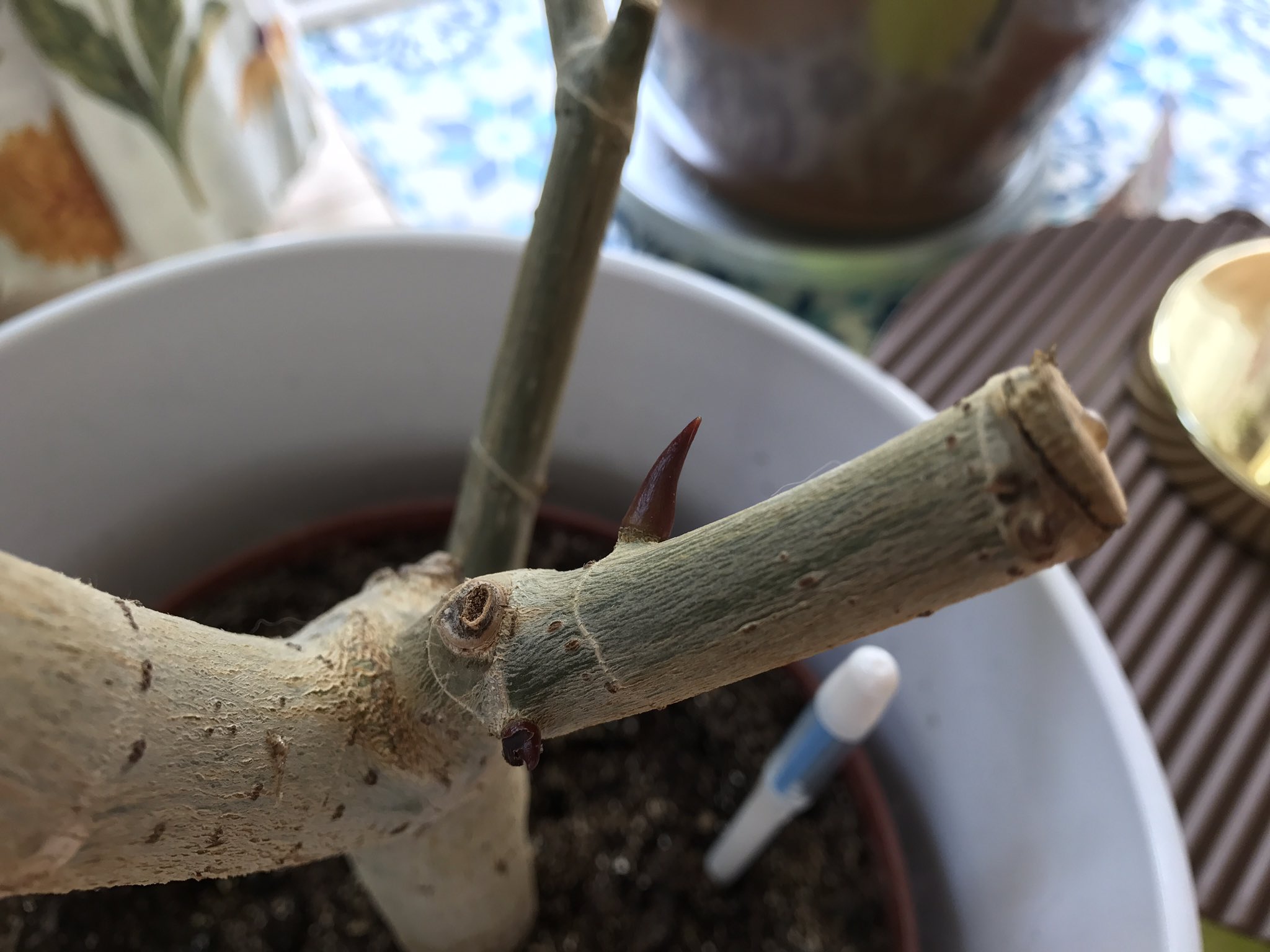 朋 剪定後のウンベラータちゃん 葉が黄色くなって落葉してます 新芽を出すために栄養チャージしてるのね 挿し木用にバッサリ切り落とした枝も天芽がにょきにょき 根も出始めました 首が長くてバランス悪くなってきました ガーデニング